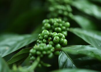 The Ultimate Guide to Brewing the Perfect Cup: Essential Coffee Equipment for Every Coffee Lover